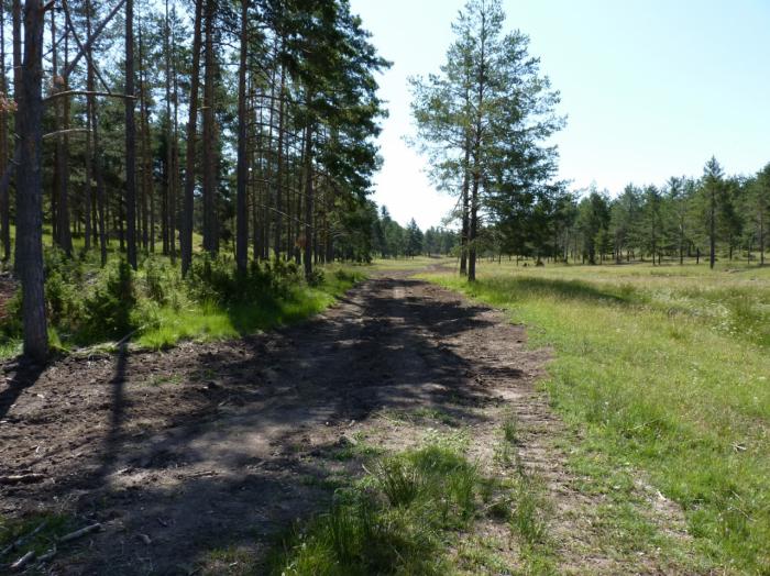 La Audiencia Provincial reabre la causa penal por las talas abusivas en la “Cañada del Mostajo” en el Parque Natural de la Serranía