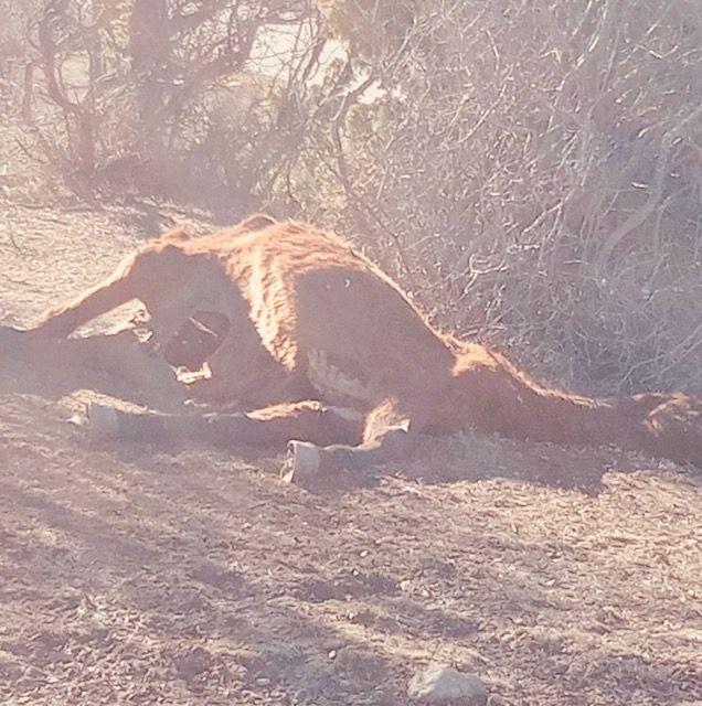 Solicitan la recogida urgente de los restos de un caballo muerto hace más de un mes en la carretera entre Villalba de la Sierra y Las Majadas