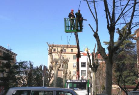 El Ayuntamiento lleva a cabo la campaña de poda de 35.000 árboles de la ciudad y pedanías