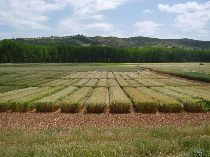 Centro de Investigación Agroforestal de Albaladejito