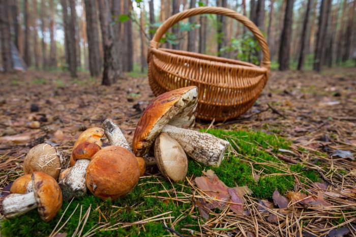 Lanzada una campaña de recomendaciones para la recolección “segura y sostenible” de setas este otoño