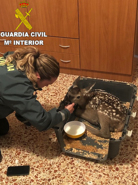 Rescatada una cría de cierva