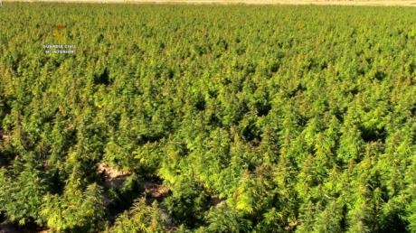 La Guardia Civil interviene 135.000 plantas de marihuana, la mayor cantidad en un mismo cultivo en toda Europa