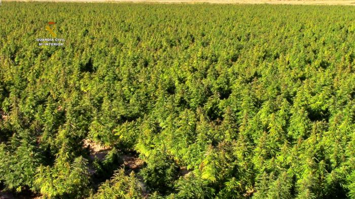 La Guardia Civil interviene 135.000 plantas de marihuana, la mayor cantidad en un mismo cultivo en toda Europa