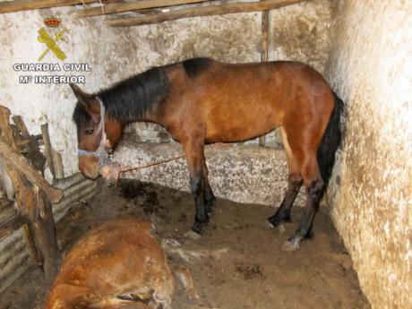 La Guardia Civil investiga a una persona por abandono de cinco caballos en Calzada de Calatrava