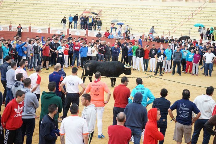 La capital acoge once exhibiciones taurinas dentro del Congreso Nacional del Toro de Cuerda
 