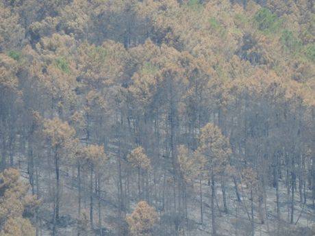 Cañamares recupera la calma después del incendio del pasado día 10 de agosto