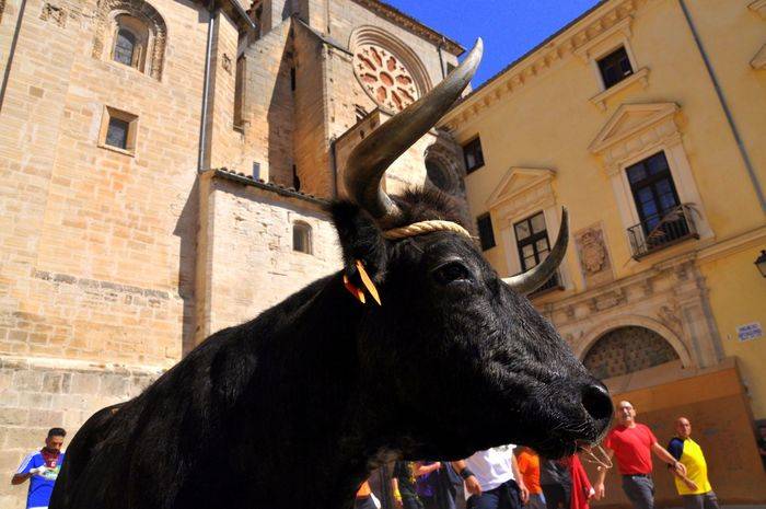 AFOCU inaugura la tercera edición de su muestra fotográfica sobre las fiestas de La Vaquilla