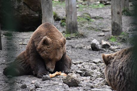 Concurso escolar busca nombres originales y creativos para osos y lobas del El Hosquillo