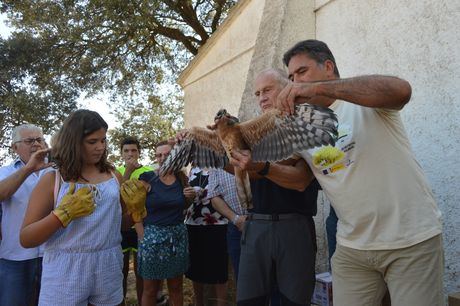 Reintroducido en el medio natural seis aguiluchos cenizos recuperados en el Centro de Albaladejito