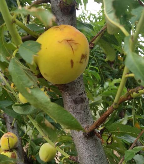 Agroseguro estima daños en más de 100.000 hectáreas por los pedriscos de los últimos dos días