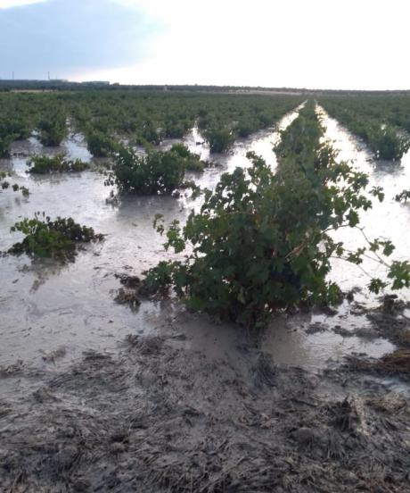 Todos los daños ocasionados por las tormentas de las últimas horas están cubiertos por el seguro agrario