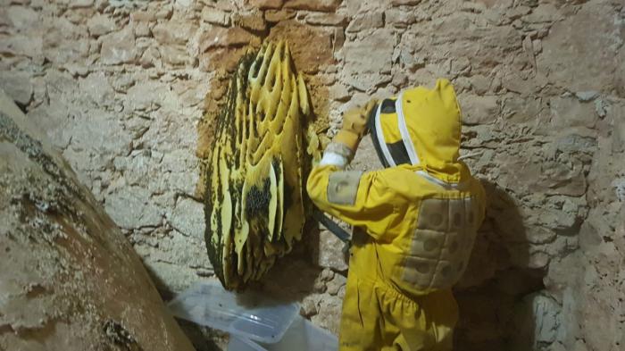 Retiran un gran enjambre de abejas de la iglesia de Villagarcía del Llano