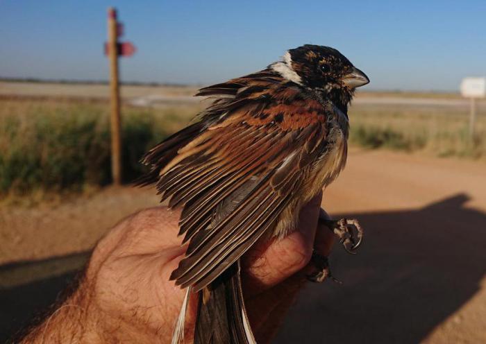 La sequía marca la campaña de anillamiento de aves palustres en La Mancha Húmeda