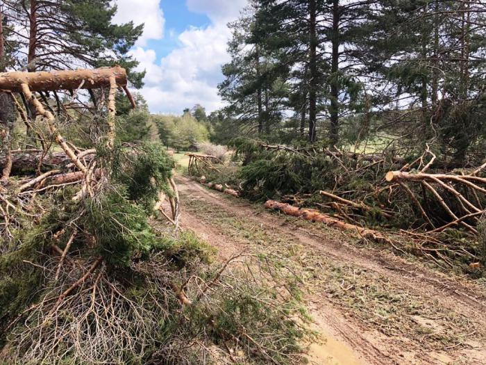 Salmerón: “Gracias a las denuncias del PP, el Ayuntamiento de Las Majadas finalmente realizará un aprovechamiento forestal extraordinario”