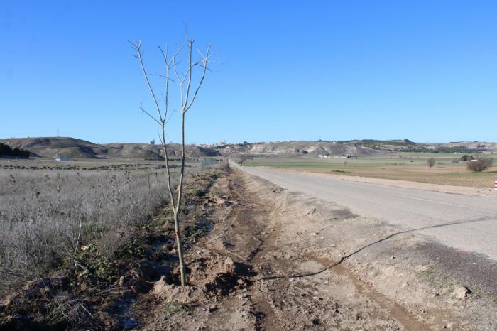 Tarancón planta alrededor de 300 árboles en el camino de la ermita y en el paraje Peña El Águila