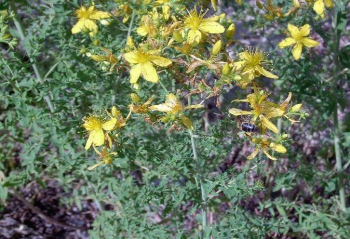 Se destinan cerca de 365.000 euros en ayudas a 74 apicultores de la provincia y que cuentan con casi 16.000 colmenas