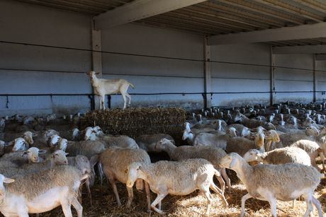 Concedidos dos millones de euros en ayudas acopladas de ovino de la PAC en la provincia