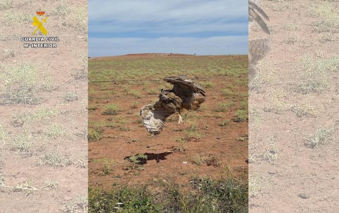 Rescatado un Búho Real atrapado en un vallado de espino