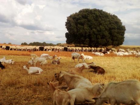 ASAJA solicita medidas excepcionales para los ganaderos afectados por la sequía