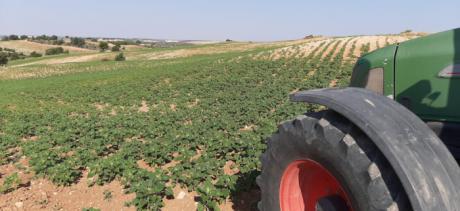 Asaja Cuenca califica de “despropósito” la modificación de la flexibilización de diversificación de cultivos y pide responsabilidades al Ministerio de Agricultura