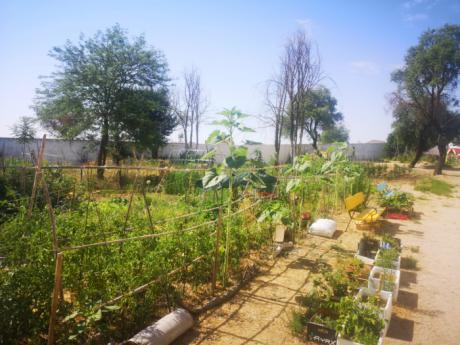 Los huertos urbanos de Tarancón inician nueva temporada en septiembre y abren inscripciones