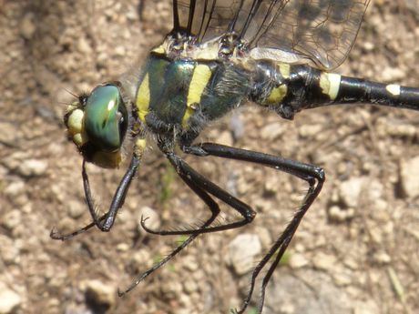 Agentes Medioambientales de la demarcación de Carboneras de Guadazaón descubren en Cuenca una libélula en peligro de extinción