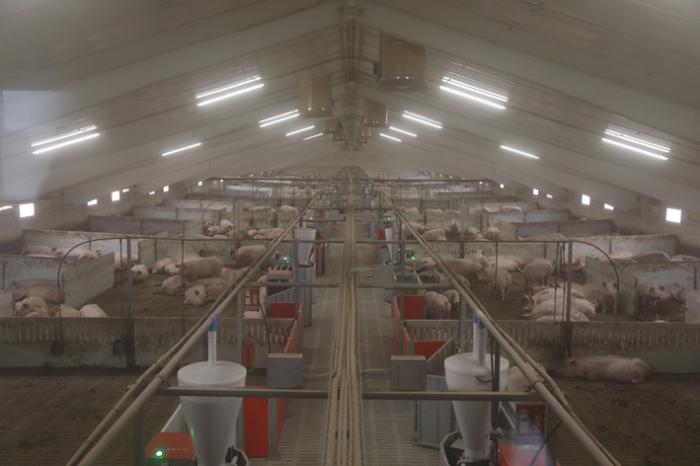 ICPOR promueve en Zarzuela una de las granjas porcinas más modernas de España