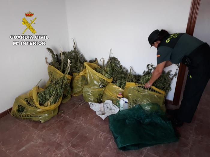 La Guardia Civil investiga a dos personas por cultivo de drogas en 'La Mancha conquense”