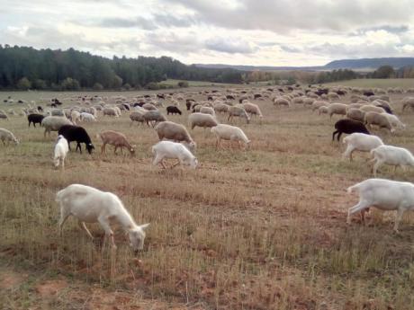 ASAJA Cuenca traslada a Agricultura el malestar de los ganaderos por el perjuicio que les ocasiona labrar los rastrojos al finalizar la cosecha