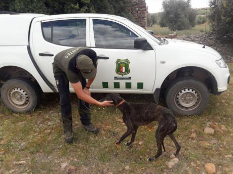 El Cuerpo de Agentes Medioambientales velará por un desarrollo seguro y conforme a la normativa de la actividad cinegética