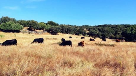 Impulso para la ganadería en extensivo, compromiso con el medioambiente y su entorno