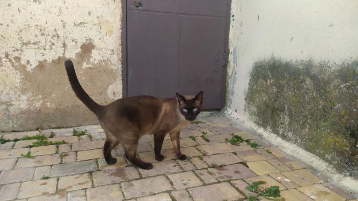 Ayuntamiento y Colegio de Veterinarios ya tienen un borrador para el convenio de control de colonias felinas