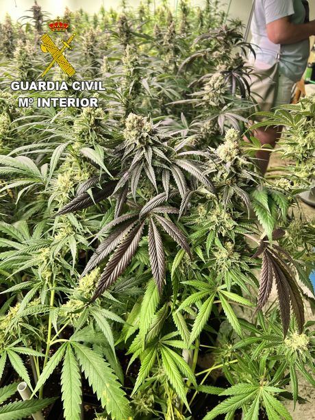 La Guardia Civil desarticula una plantación de una variedad de marihuana especialmente nociva