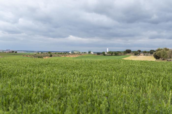 ICPOR consume más de 200.000 toneladas de cereal de proximidad al año