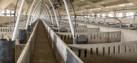 ICPOR renueva por tercer año consecutivo la certificación de ‘Bienestar animal y bioseguridad’ de sus granjas