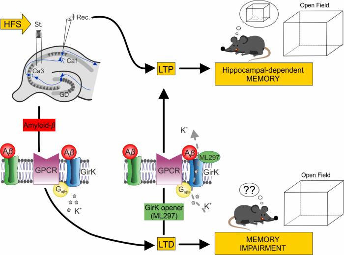 Investigadores de la UCLM desvelan uno de los mecanismos por los que no se forman nuevas memorias en modelos de la enfermedad de Alzheimer