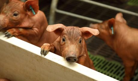 ICPOR garantiza la actividad de sus granjas como primer eslabón de la cadena alimentaria