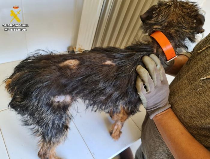 Investigan a una persona por abandono animal