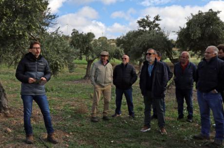 Se impulsa el renacimiento de la cooperativa de aceite en Villalba del Rey a través de su proyecto "Desarrolla Villalba del Rey"