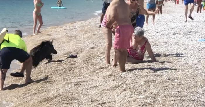 Susto en una playa de Alicante al salir del mar un jabalí y morder a una bañista conquense