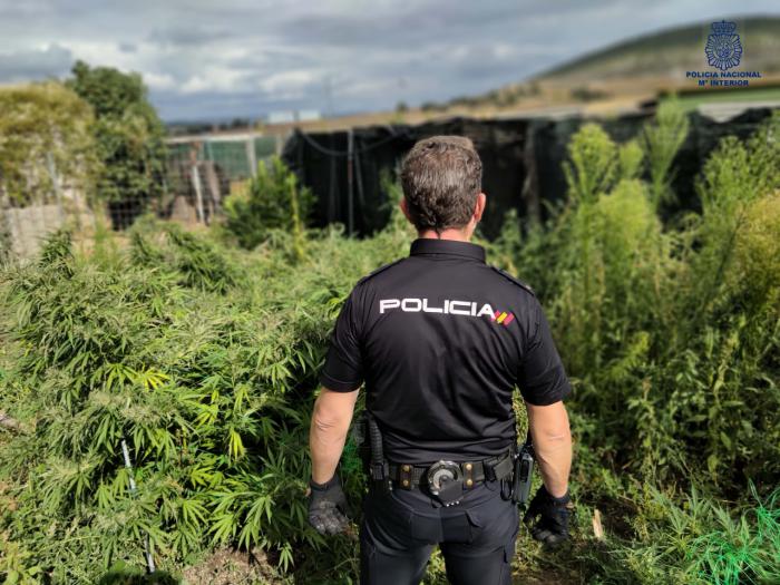 La Policía Nacional detiene a dos personas que cultivaban marihuana en Cuenca y Villar de Olalla