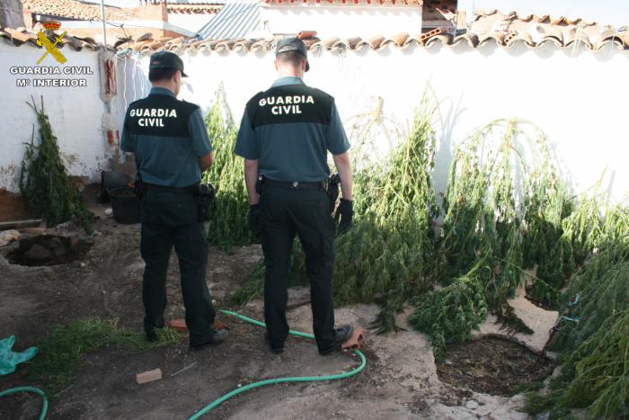 Detenida una persona e investiga a otra por cultivo de marihuana en la localidad de Casasimarro