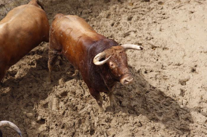 Ameno, de Montalvo, cierra la Feria de San Julián