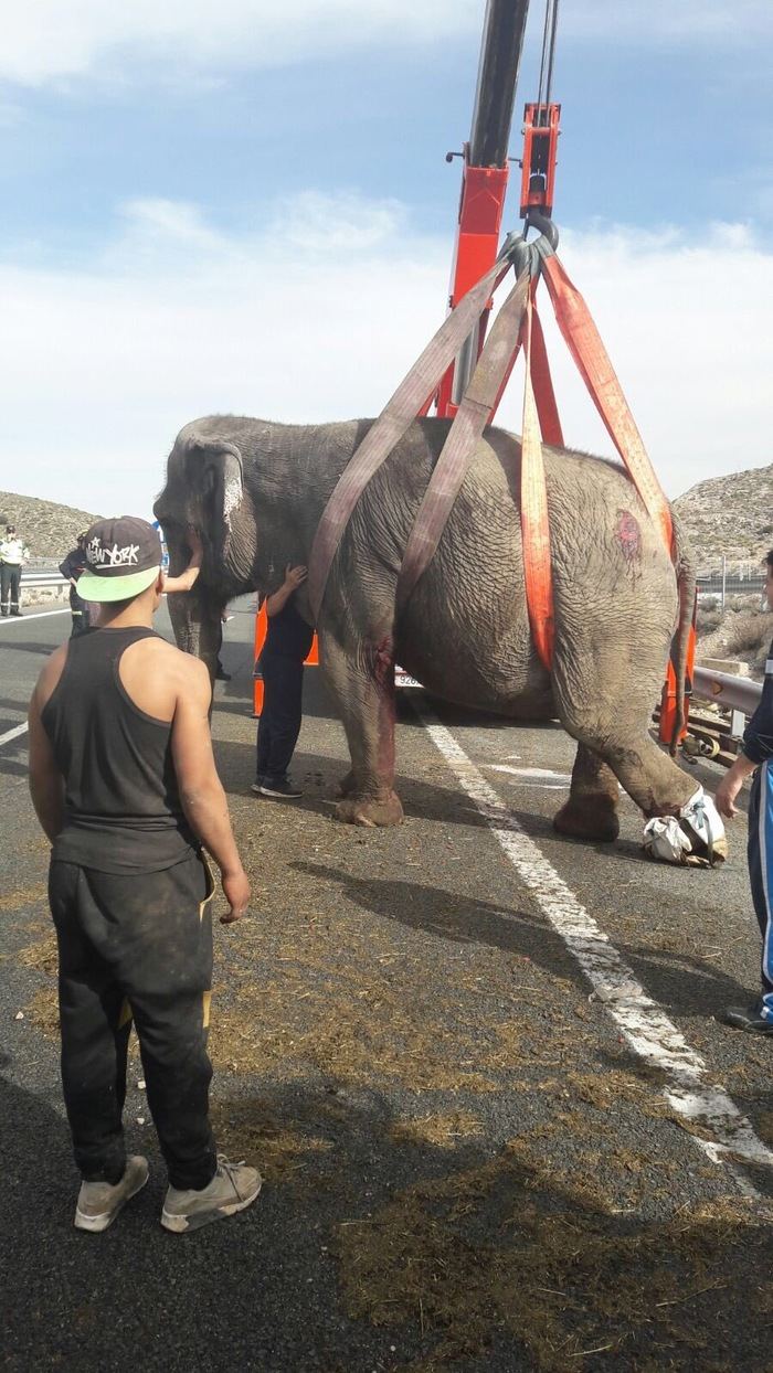 Fallece un elefante y otros 2 heridos por el vuelco del camión en la A-30
