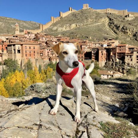 Llega a Cuenca Pipper, el primer perro turista que da la vuelta a España para promocionar los viajes con mascota