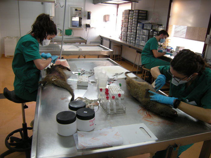 El IREC obtiene el XIII Premio Fondena en reconocimiento a su labor de investigación para el uso sostenible de la caza