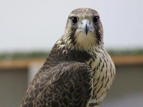 Investigadores del IREC optimizan un método para criopreservar el semen de las aves rapaces