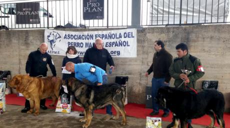 Jábaga acoge el V Concurso de Mastín Español