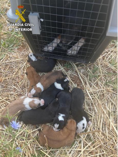 SEPRONA rescata a nueve cachorros de morir ahogados en una arqueta de Alcubillas
